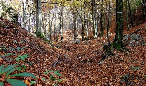 Immagine per il contenuto "Premio comunità forestali sostenibili 2020 "