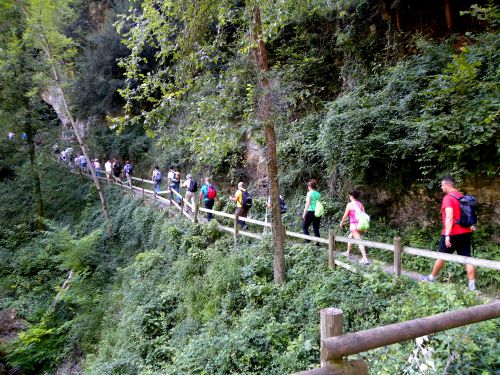 Immagine per il contenuto "Quattro escursioni gratuite nelle Foreste di Lombardia "