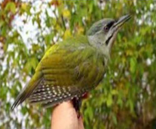 Immagine per il contenuto "In volo sull'Alto Garda: 15 anni di studi della migrazione degli uccelli a Passo Spino - Osservatorio Ornitologico "Antonio Duse"."