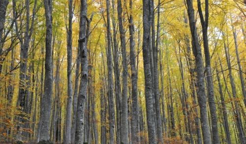 Immagine per il contenuto " "Pillole di Scienze Forestali": articoli, ricerche e studi recenti sul mondo delle foreste da SISEF"