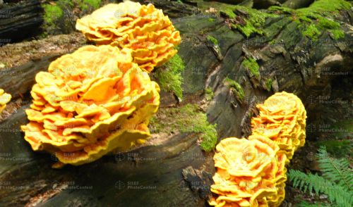 Immagine per il contenuto "La fotografia racconta il bosco Concorso fotografico SISEF a tema: “Foreste e cambiamenti climatici”"