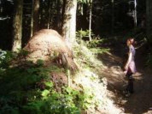 Immagine per il contenuto "Attività estive nella Riserva Boschi del Giovetto di Paline (BS)"