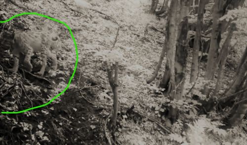 Immagine per il contenuto "La lince ritorna nei boschi dell'Alto Garda, testimone di biodiversità. Eccola nel video"