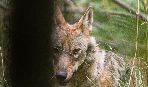 Immagine per il contenuto "Pubblicata la prima stima esaustiva della popolazione di lupo nelle regioni alpine italiane"