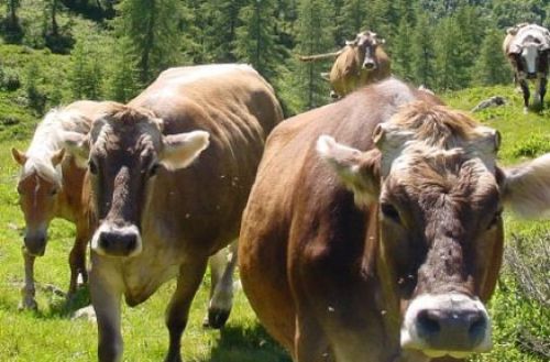 Immagine per il contenuto "Visita guidata al Silter - Foresta Val Grigna (BS)"