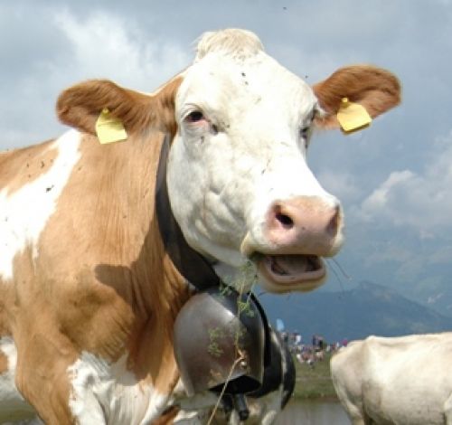 Immagine per il contenuto "Festa dell'Alpe Costa del Palio e Gara di cani da lavoro con bovini - Foresta Resegone (LC)"