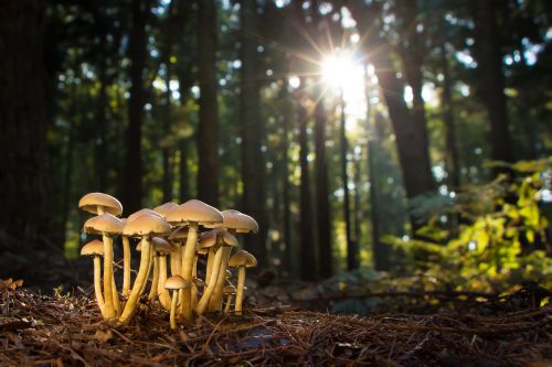 Immagine per il contenuto "Incontri di micologia a Ostiglia (MN)"