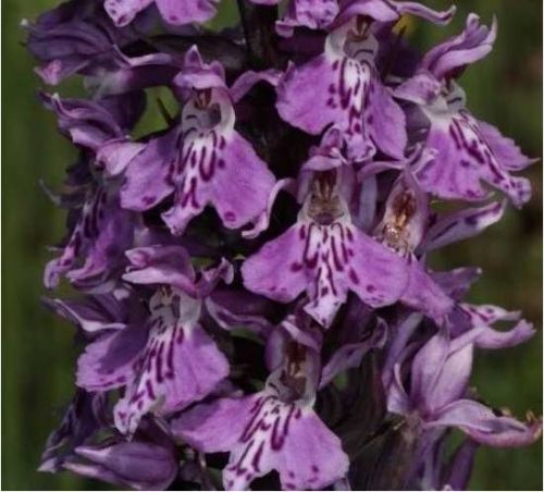 Immagine per il contenuto "Conosciamo le Orchidee dell'Appenino Pavese - RN Monte Alpe (PV)"