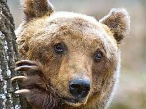Immagine per il contenuto "Il risveglio dell'orso - Foresta Val Grigna (BS)"