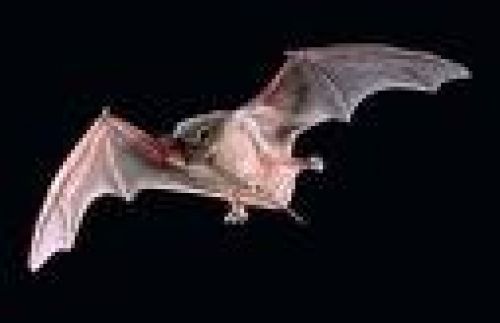 Immagine per il contenuto "Bat-night - Foresta Gardesana occ. (BS)"