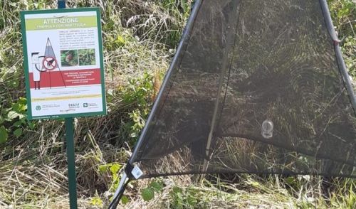Immagine per il contenuto "Attività di controllo Popillia japonica - installazione trappole sul territorio"