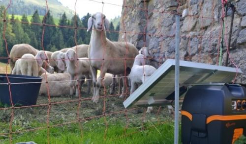 Immagine per il contenuto "Nuovo bando PSR Operazione 4.4.01 - Investimenti per la protezione danni da fauna selvatica"