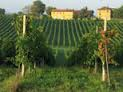 Immagine per il contenuto "I frutti della terra - Az. Agricola Riccagioia (PV)"