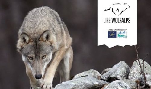 Immagine per il contenuto "Il progetto LIFE WOLFALPS EU "