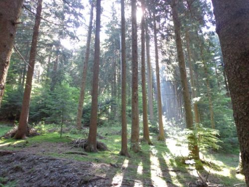 Immagine per il contenuto "Scrivere la Natura – esplorarla per raccontarla - Riserva Boschi del Giovetto di Paline (BS)"
