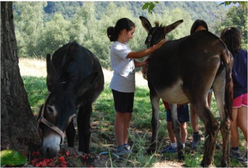 Immagine per il contenuto "Summer camp in fattoria - Foresta Valle Intelvi (CO)"