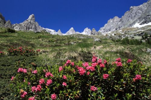 Immagine per il contenuto "Di fiore in fiore - Foresta Val Masino (SO)"