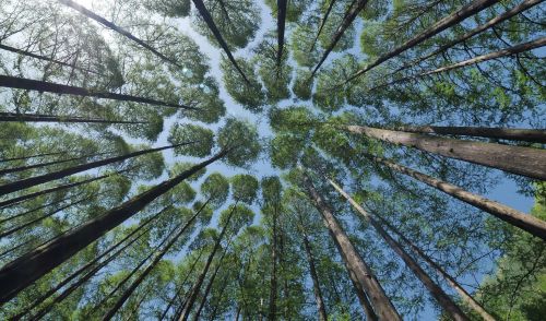 Immagine per il contenuto "Life ClimatePositive"