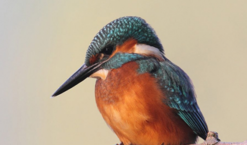 Immagine per il contenuto "LIFE IP Gestire2020 – Pubblicati i bandi per nuovi fondi per il mantenimento della biodiversità"