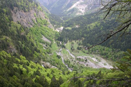 Immagine per il contenuto "Le Alpi sotto la Luna - Foresta Val Masino (SO) "