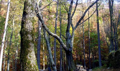Immagine per il contenuto "21 marzo, Giornata internazionale delle foreste: parliamo di strategia forestale"