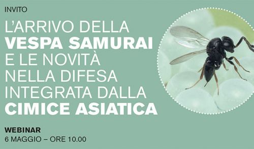 Immagine per il contenuto "Webinar: l’arrivo della vespa samurai e le novità nella difesa integrata dalla cimice asiatica"
